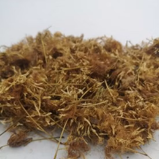 Té de hierbas con sabor a flor de pétalos de rosa seca orgánica para la venta al por mayor