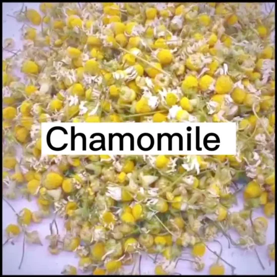 Té orgánico de flores de manzanilla secas de alta calidad